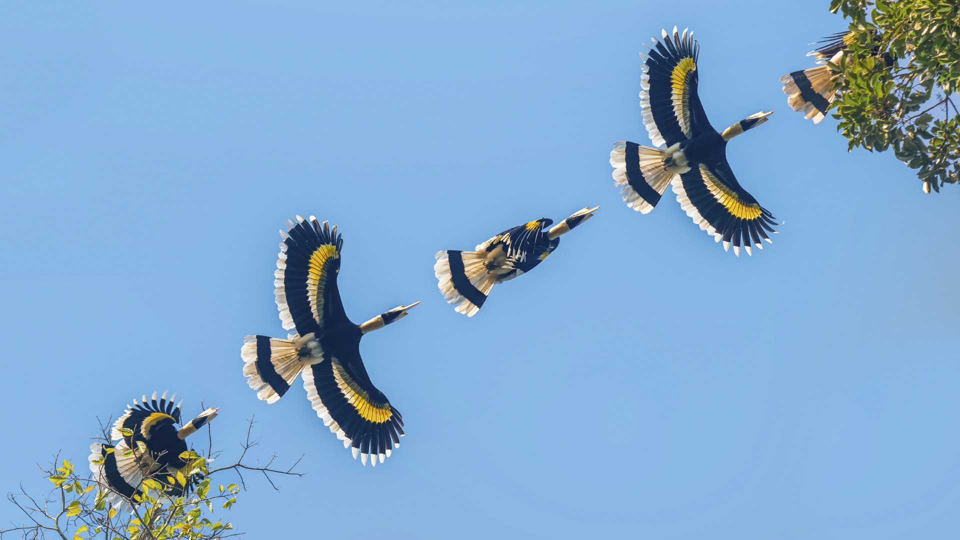 Stunning Great Hornbill Photographed in Kaziranga, India. © WWW.NEJIBAHMED.COM.jpg